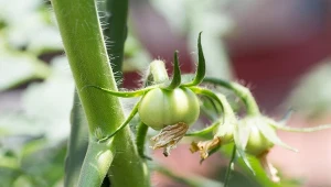 Zamiast chemii wybierz naturalne nawozy. Pomidory obsypią się owocami