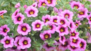 Calibrachoa lub Million bells to roślina, która może konkurować na balkonach z klasyczna surfinią i pelargonią.