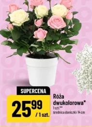 Róża