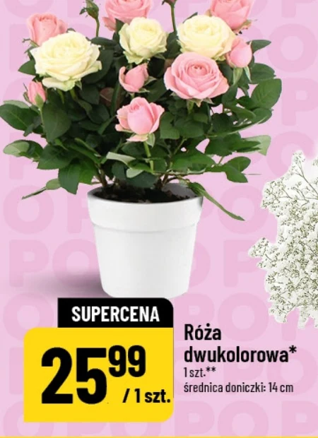 Роза
