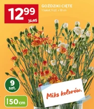 Goździki