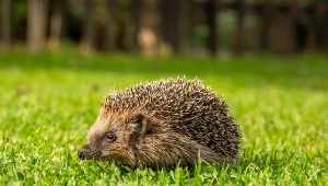 Wystaw z cienistym zakątku ogrodu. Jeże prędziuchno przybiegną