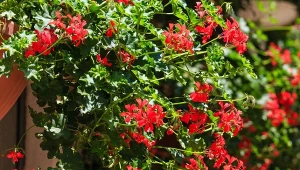 Pelargonie jak z katalogu? Prosty trik na setki kwiatów