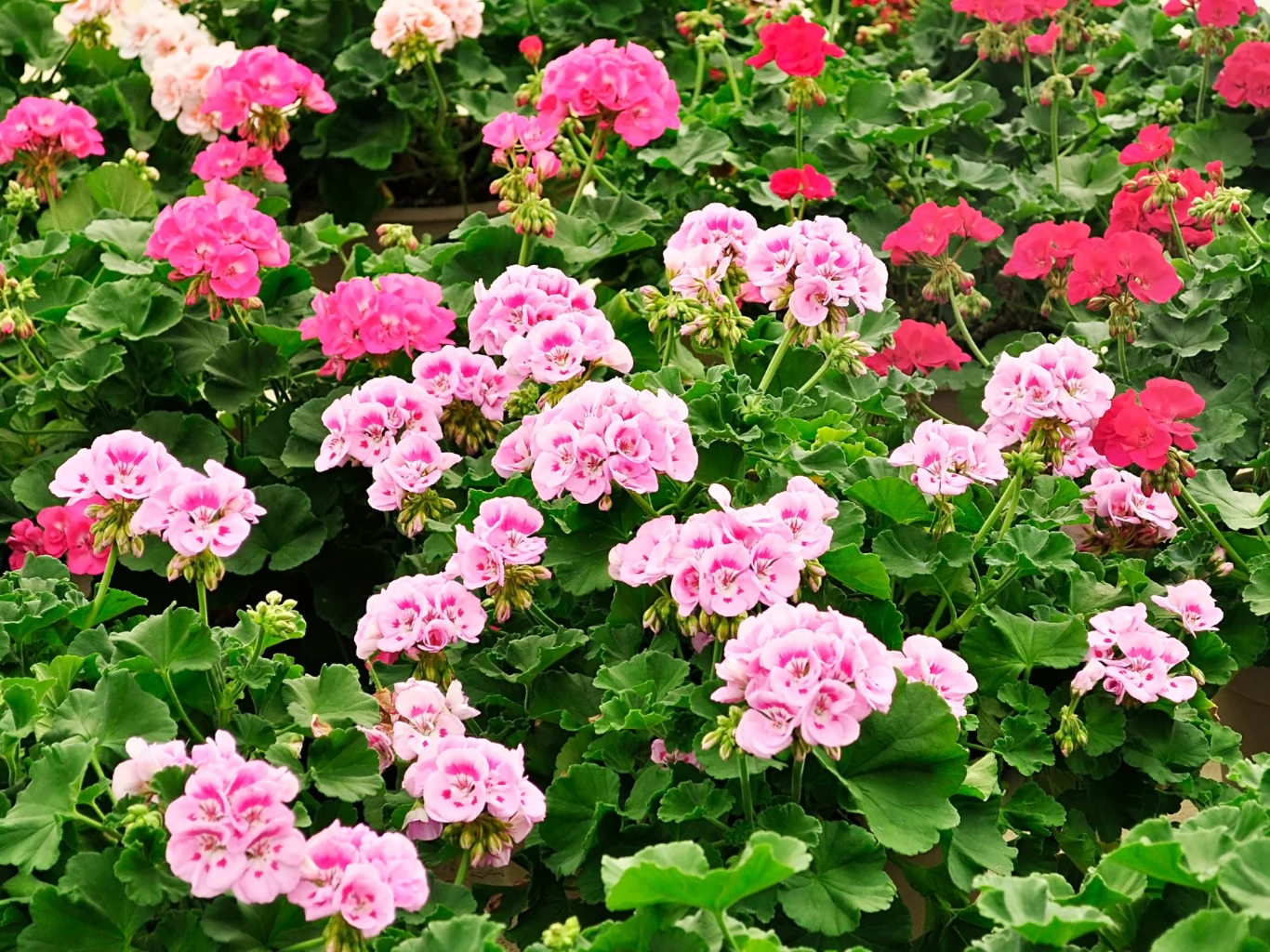 Kwiaty pelargonii w różnych odcieniach różu i czerwieni otoczone gęstą zielenią liści.
