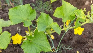 Dużo chrupiących i twardych ogórków. Naturalny oprysk podnosi plonowanie