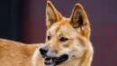 Dingo to drapieżnik odgrywający ogromną rolę w tradycji aborygeńskiej