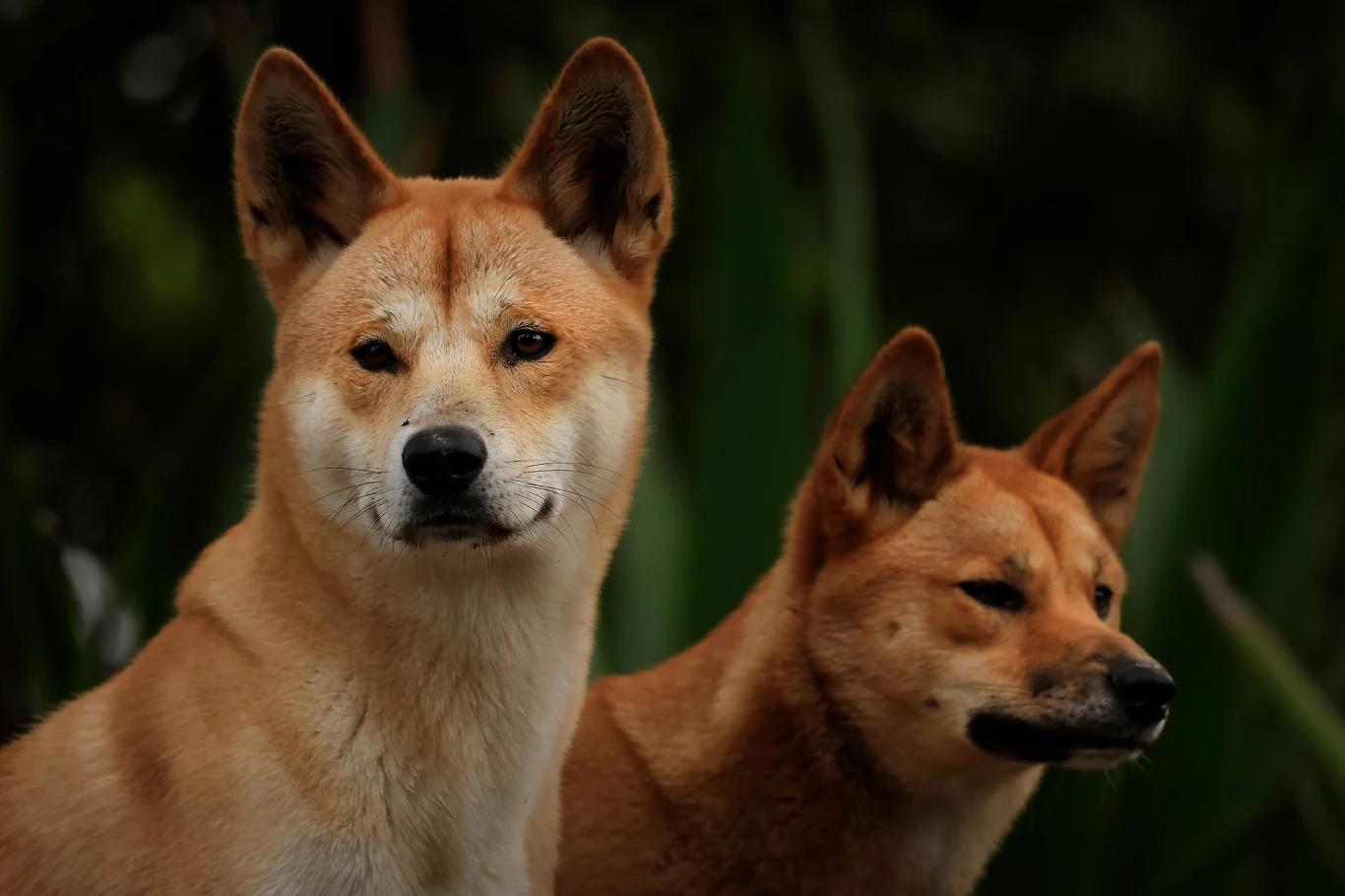 Dwa australijskie psy dingo o rudym umaszczeniu stoją obok siebie, patrząc w różne strony, z wyraźnymi, czujnymi uszami i skupionym wzrokiem.