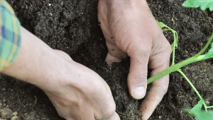 Daj pod korzeń pomidora. Łodygi będą mocne i grube, a owoce olbrzymie