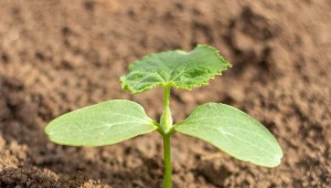 Planujesz siać ogórki do gruntu? Mały szczegół decyduje o plonie