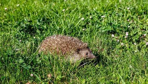 Zostaw pod krzakiem. Jeż przytupta do ogrodu i zostanie w nim na długo