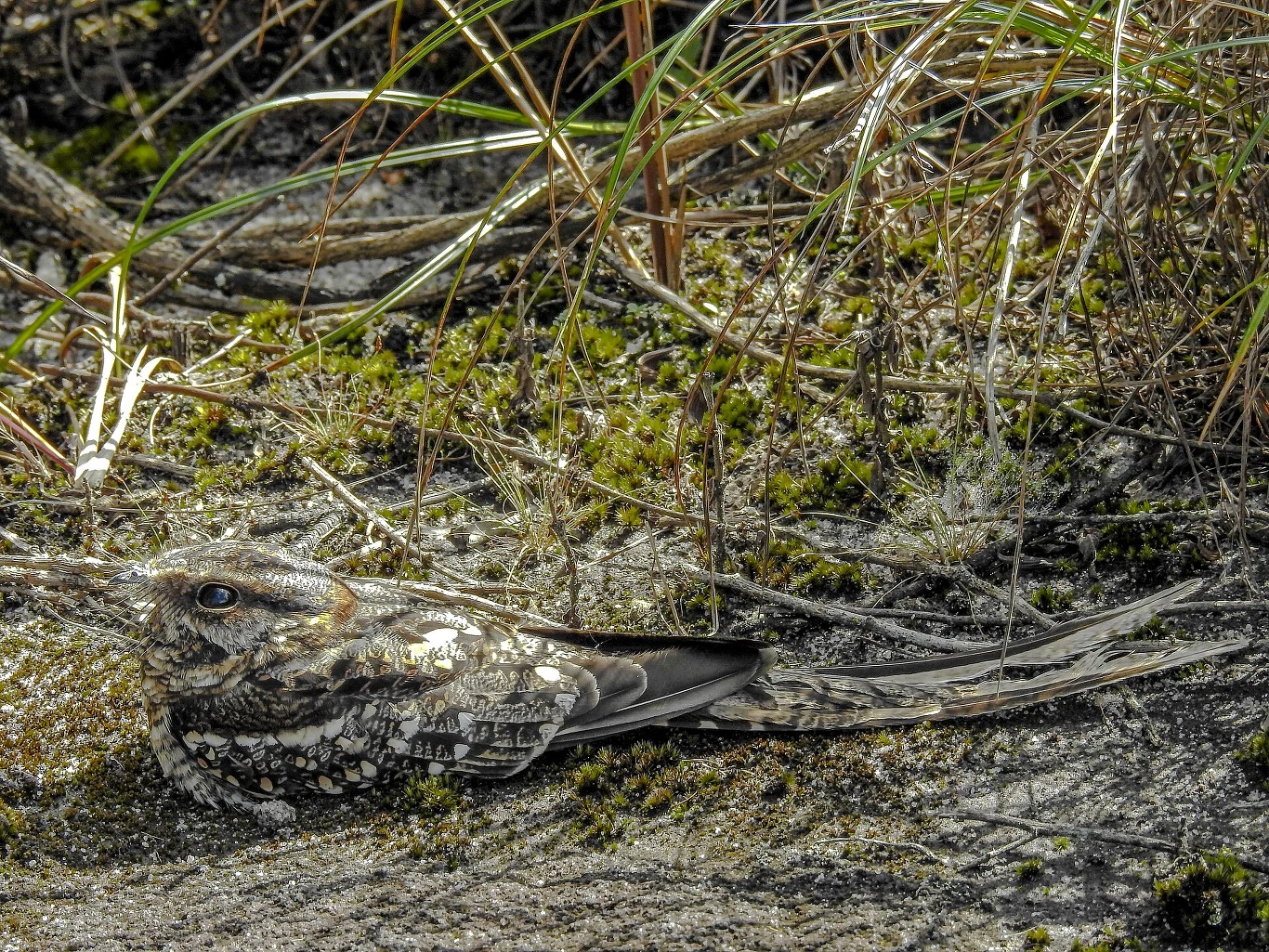 Lelkowiec długosterny świetnie wtapia się w otoczenie. Tu sfotografowany w Brazylii Ptak z doskonale maskującym upierzeniem leży na ziemi wśród suchych traw i mchu, stapiając się z otoczeniem dzięki brązowo-szarym, nakrapianym piórom.