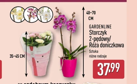 Орхідея Gardenline