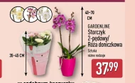 Storczyk Gardenline