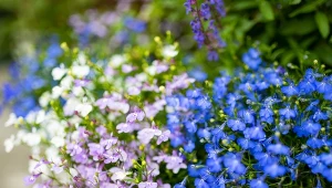 Lobelia przylądkowa ma wiele ciekawych, barwnych odmian.