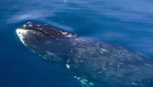 Wal grenlandzki to ogromny wieloryb. Tutaj osobnik z Nunavut w Kanadzie