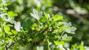 Wystarczy odrobina pod krzew. Agrest będzie uginał się od owoców