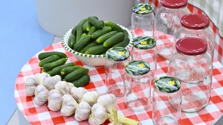 Ogórki przed kiszeniem