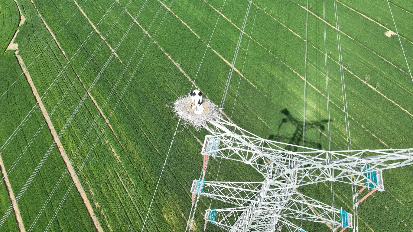 Sieci średniego napięcia to wielki problem dla bocianów Bocian siedzący w gnieździe na szczycie wysokiego stalowego słupa energetycznego otoczonego rozległymi zielonymi polami.