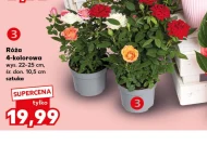 Róża