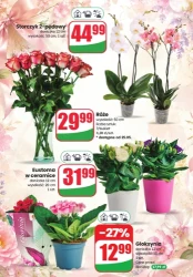 Dzień Mamy! - Dino