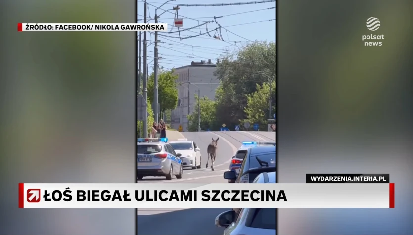 Łoś "Żwirek" na ulicach Szczecina. To nie pierwsza taka przechadzka