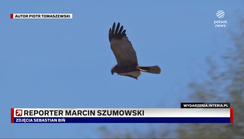 Drapieżne ptaki zamieszkały w centrum miasta. Gratka dla ornitologów w Pruszkowie