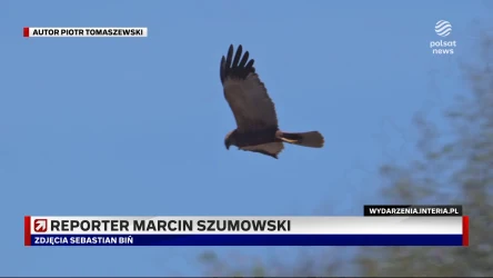 Drapieżne ptaki zamieszkały w centrum miasta. Gratka dla ornitologów w Pruszkowie