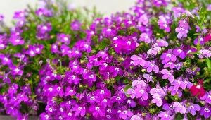 Lobelia przylądkowa to roślina, która może konkurować na balkonach z klasyczna surfinią i pelargonią.