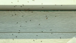 Mrówki wchodzą do domu? Postaw na ich drodze, a przestaną być problemem
