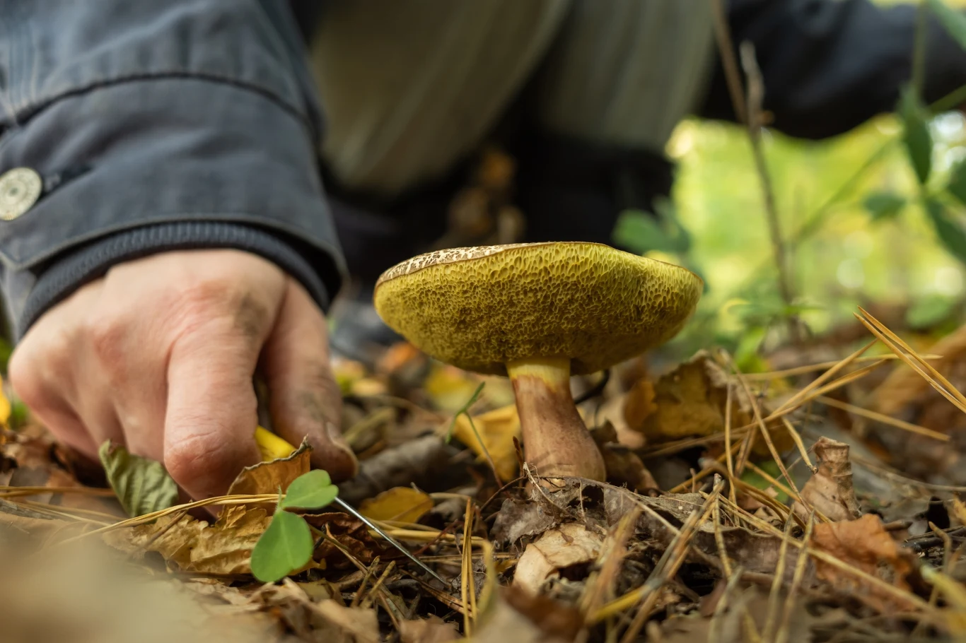 Już za chwilę zaczyna się sezon na tego grzyba. Ma uroczą nazwę i delikatny smak. Podgrzybek zajączek rosnący na ściółce leśnej obok dłoni w kurtce przygotowującej się do zbioru.