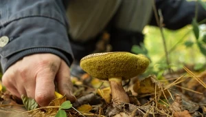 Już za chwilę zaczyna się sezon na tego grzyba. Ma uroczą nazwę i delikatny smak.