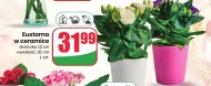 Eustoma