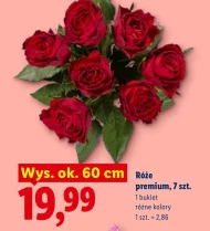 Róża Ok.