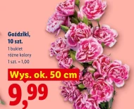 Goździki