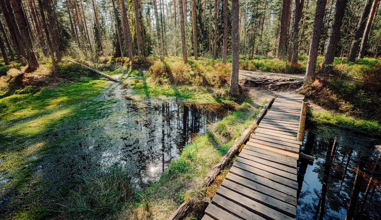 Bór na Czerwonem to jeden z najstarszych rezerwatów przyrody w Polsce Drewniany pomost nad torfowiskiem w Borze na Czerwonem, otoczony sosnami i zielonymi mchami.