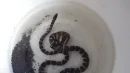 Hydrophis semperi, powszechnie znany jako wąż z jeziora Taal