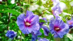 Wrzuć do wiadra, wymieszaj i podlej hibiskusa. Będzie kwitł aż do jesieni