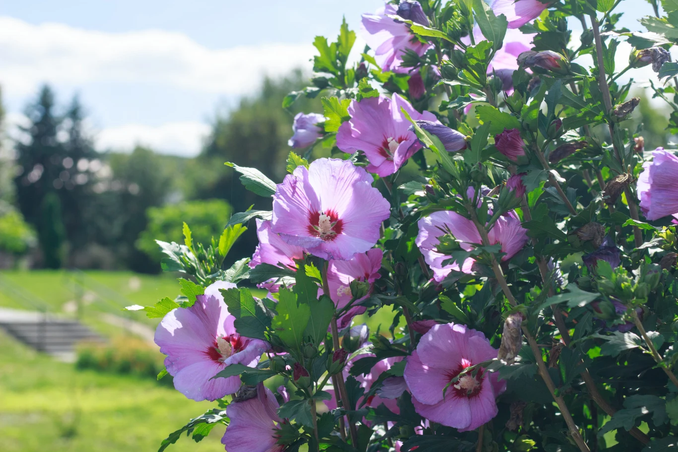 Gałązki hibiskusa obsypane licznymi, dużymi kwiatami o różowych płatkach i czerwonych środkach rosnące w słonecznym ogrodzie.