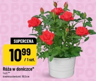 Róża w doniczce