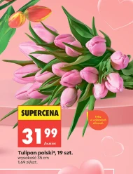 Tulipan Polski