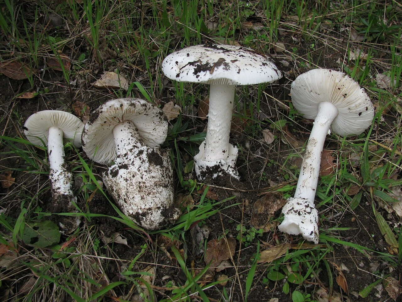 Kilka dużych, białych grzybów o charakterystycznych blaszkach i łuskach na trzonach leży na trawie i ziemi wśród roślinności leśnej.