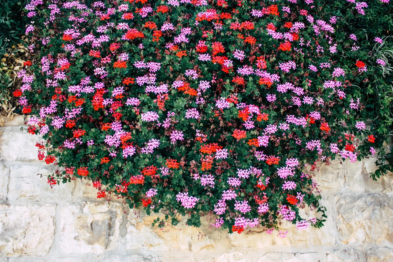 Pelargonie czasem są bezobsługowe, ale można im pomóc, by kwitły lepiej Kaskada czerwonych i różowych pelargonii na tle jasnego kamiennego muru.