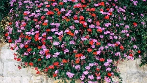 Zalej wrzątkiem, odstaw i odczekaj dobę. Pelargonie pokryją się kwiatami