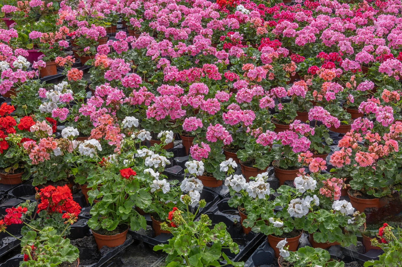 Nawóz z łupin cebuli albo drożdży to wspaniała odżywka dla pelargonii Kolorowe pelargonie w doniczkach ustawione w równych rzędach, dominują odcienie różu, czerwieni i bieli, tworząc efektowną mozaikę kwiatów.