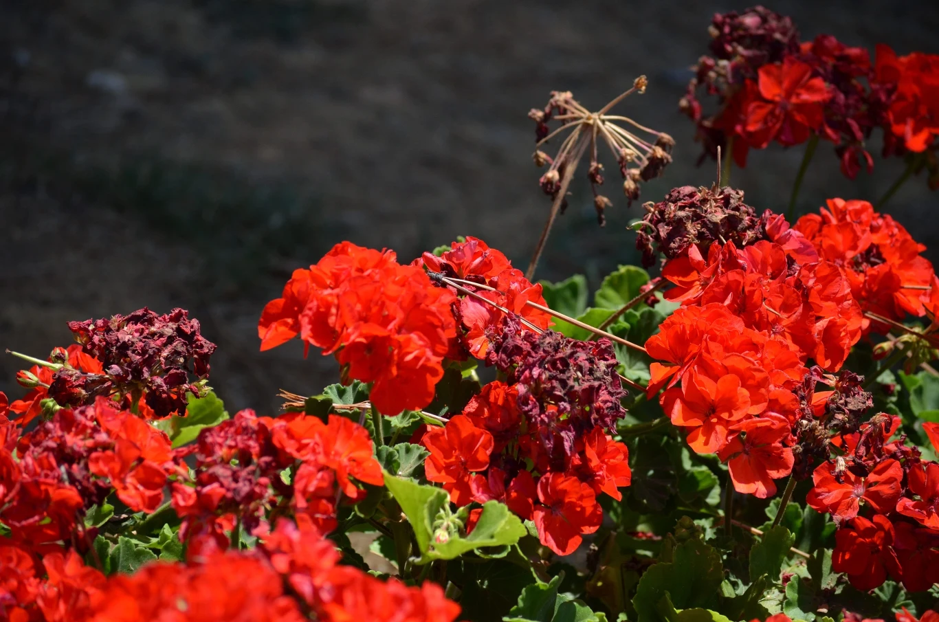 Jeden zabieg przedłuży kwitnienie pelargonii. Usuwaj martwe kwiatostany Intensywnie czerwone kwiaty pelargonii otoczone częściowo uschniętymi i przekwitłymi kwiatostanami na tle zielonych liści.