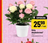 Róża