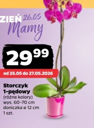 Storczyk