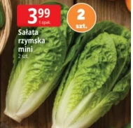 Sałata rzymska