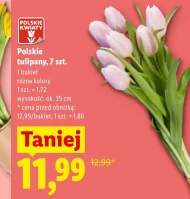 Тюльпан Polskie kwiaty