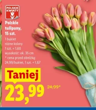 Тюльпан Polskie kwiaty